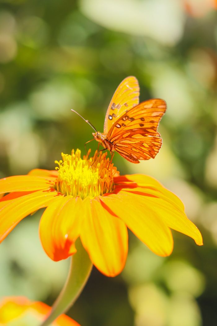 A stunning orange butterfly resting on a vivid orange flower in a garden setting.