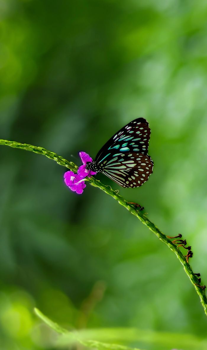 Close-up of a butterfly on a pink flower in lush greenery in KL, India.